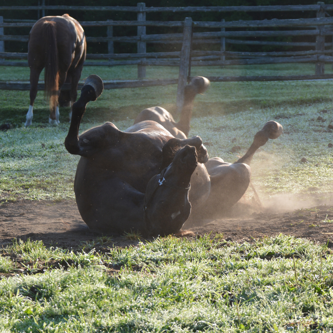 zo voorkom je zandkoliek in je paddock paradise