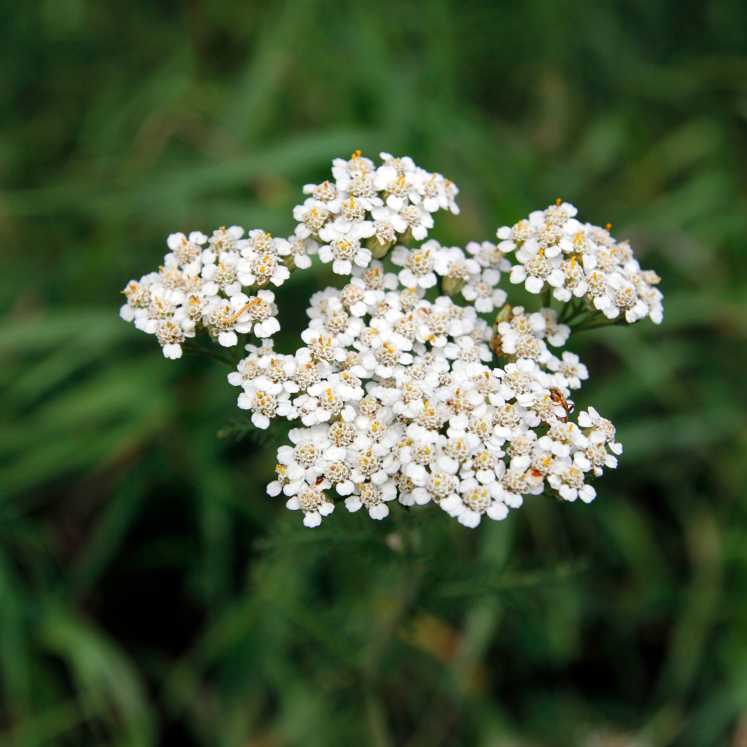 duizendblad voor paarden duizendblad voor paarden
